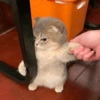 Gatos loucos 🤣🐈 8