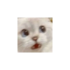 Cat kucing meme 24