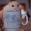 HAMSTER 29