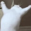 🌈🐈‍⬛✨️Gatos Funny Mood✨️🐈🌈 21