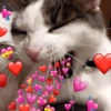 Gatos Amor💖💙💛 29
