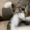 GATINHOS MEMSS 14