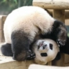 Panda Rolante Brincalhão