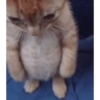 Gatos loucos 🤣🐈 12