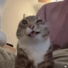🙀 GATITOS MOODS 😽 9 😛😺