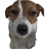 Reações Jack Russell terrier 14
