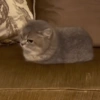 Gatos 18