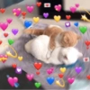Gatinhos Fofos 💖💕💗💖💓💖💕💞💘💝 5