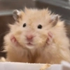 HAMSTER 18