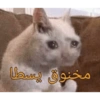 Cats 8