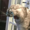 Gatitos   9