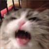 Gatitos 15