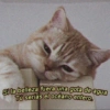 Gatitos para pareja 11