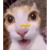 Cat images I love 17