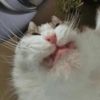 Gatitos 21