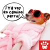 Mi Copiloto Perrón 9