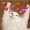 #Gatitos tiernos 😍❤️ 23