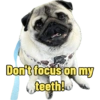 Pug Dogs 5
