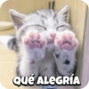 Sweety Cats 🐾🎀💕 7
