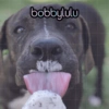 Bobbylulu Pets Edition 8