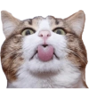 Cat Rulez 16