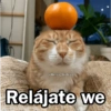🩷😍Gatitos Con Frases🥴🐈‍⬛ 7