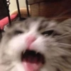 Cat images I love 7