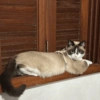 Cat vibs 13