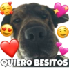 PERRITO CUTE 7
