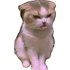 Cats random 7
