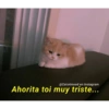 Gatitos para pareja 23