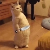 Gatitos 29
