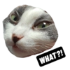 Michi the cat 5