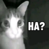 Top Kucing Plenger Meme 13