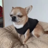 🐶Perritos Reacciones🐶 7