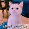 Gatitos para pareja 22