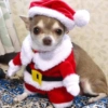 BICHINHOS FOFOS DE NATAL 🎄❤️💚 11