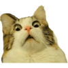 Cat Rulez 9