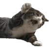Cat Rulez 6