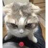 Cat images I love 22