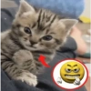 Gatos 11