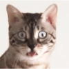 Cat images I love 28