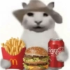 Gatos 13