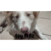 Perro 6