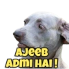 Funny Dogs 9