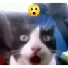 Cat images I love 21
