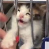 Cat images I love 12