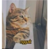 Stiker kucing imut  15