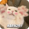 Sweety Cats 🐾🎀💕 8