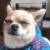 🐶Perritos Reacciones🐶 9